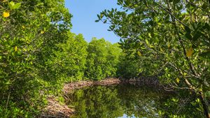 Hutan Mangrove di Pantai Utara Jawa Rusak, Kabar Buruknya: Diprediksi 1.000 Tahun ke Depan Semarang Jadi Laut