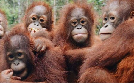 Ini 6 Lembaga yang Menerima Manfaat Donasi  Kripto, Salah Satunya Pelestarian Orangutan!