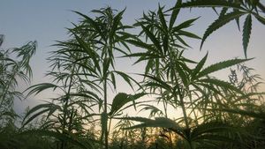 Greek Police Destroy Cannabis Field In Corn Plantation, Value Of IDR 256 Billion