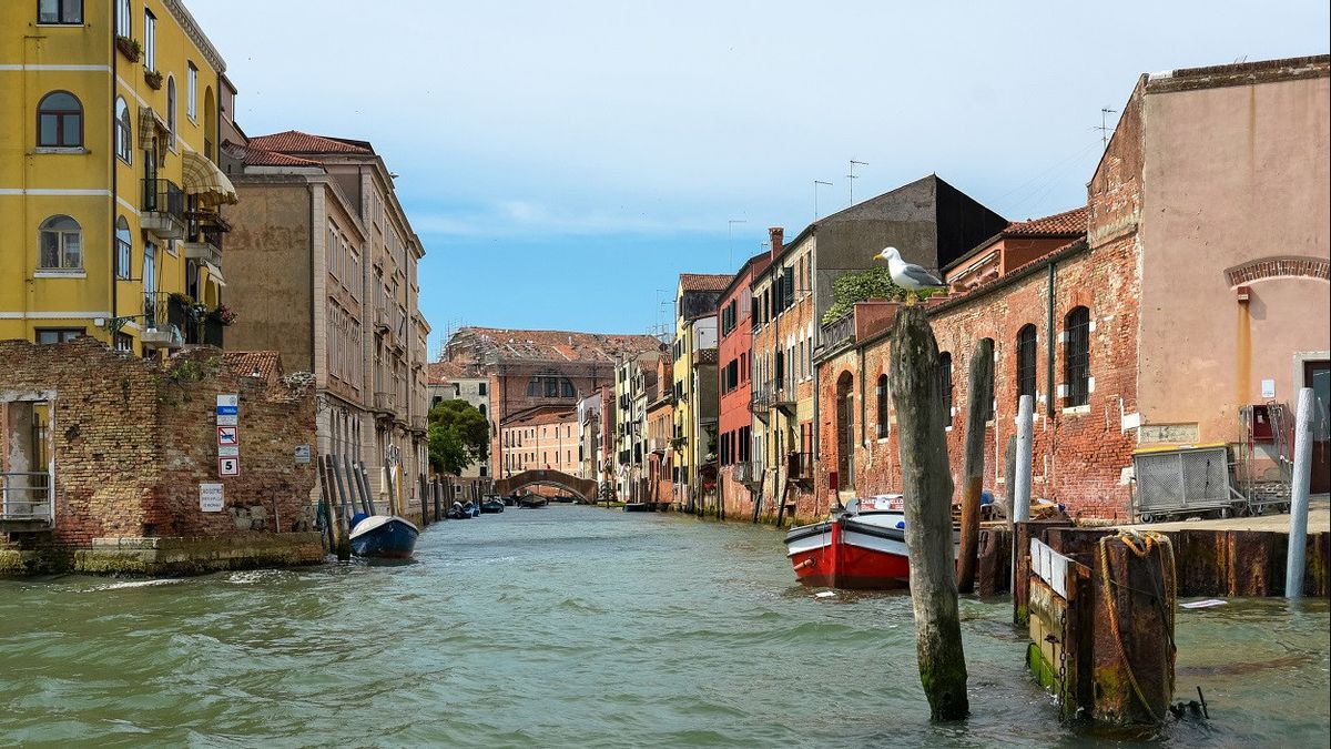 Usir Burung Camar yang 'Agresif', Wisatawan di Venesia Dibekali Pistol Air