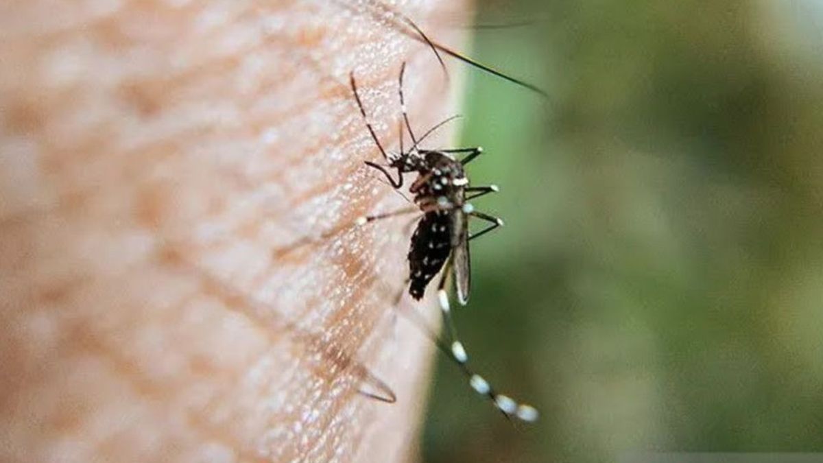 La saison d'accueil présente un défi sérieux : la dengue