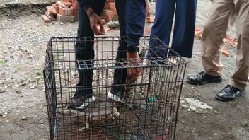 BKSDA-Damkar Cilacap Evacuation Of A Resident's Capture Crocodile