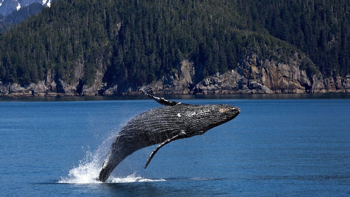 بعد الاعتقال التجاري، زيادة حركة الملاحة البحرية العالمية تهدد الحفاظ على الحيتان
