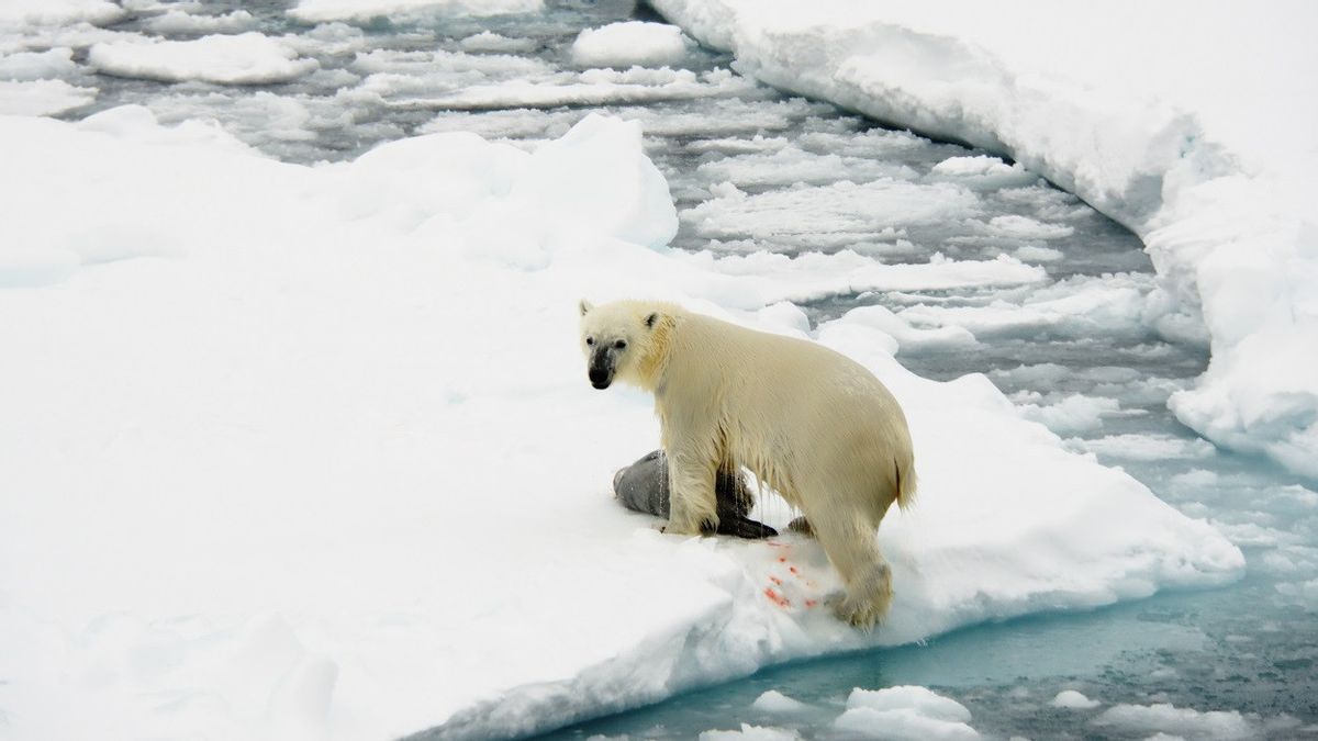 在视频中被抓到吃鹿，北极熊也经历过气候变化的证据