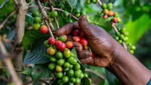 Petani Kopi Khawatirkan Dampak Perang Pemerintah dengan Pemberontak