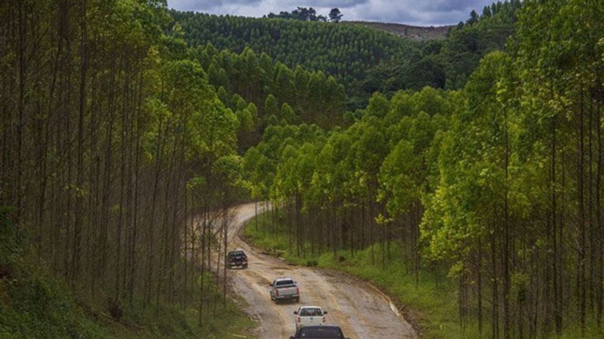 Lahan Pertanian 24,7 Hektare di IKN Jadi Modal Awal Ketahanan Pangan