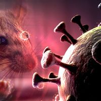 Pemprov DKI Temukan 4 Kasus Hantavirus di Jakarta pada 2026, Satu Pasien Masih Suspek