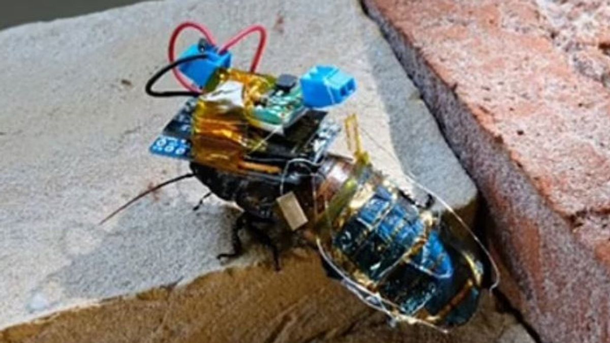 Ilmuwan Jepang Ciptakan Robot Kecoa Bertenaga Panel Surya, Bisa Jalankan Misi Selamatkan Manusia
