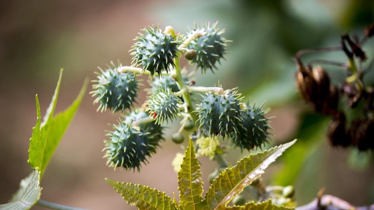 Know the 3 Benefits of Jarak Leaf Gum for Men, Can Treat Anything?
