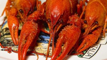 KPPU And DPR Remind That Certain Lobster Export Rules Are Not Profitable