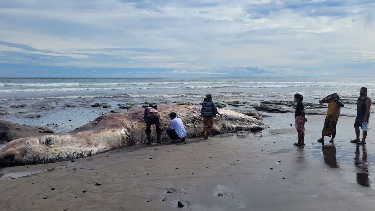 KKPは、座礁した死んだクジラからの油を使用しないように住民に警告します 