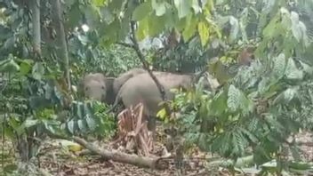A Herd Of Wild Elephants Damaged To Residents' Coffee Gardens In West Lampung
