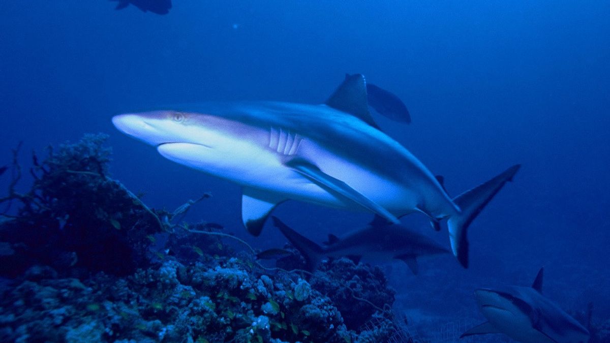Often Labeled As Antisocial, Gray Reef Sharks Can Be Friends Too