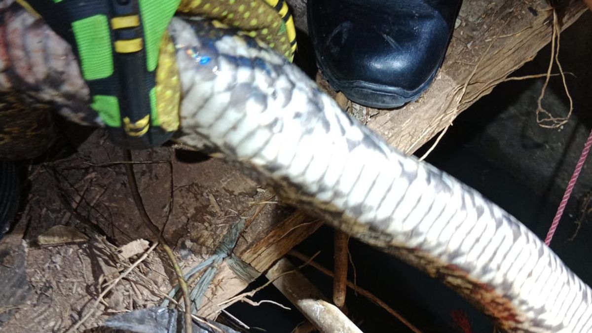 市民恐慌！一条2.5米长的蟒蛇从Duren Sawit的水道中出来