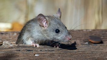 ネズミに噛まれた、それは危険ですか?感染に注意を払い、最初に何をすべきか知ってください