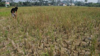 Puluhan Hektare Tanaman Padi di Mukomuko Bengkulu Gagal Panen