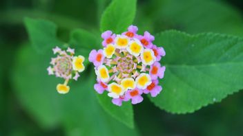 Cara Menanam Bunga Lantana yang Cantik Beraroma Pedas