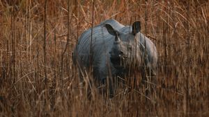 우중 쿨론 국립공원에서 경찰이 자바 코뿔소 밀렵꾼을 체포했습니다.