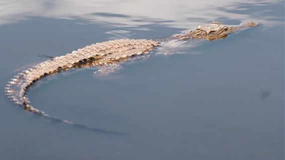 Les Scientifiques Disent Alligators Peuvent Cultiver Queues, Le Potentiel De Développer Des Capacités De Régénération Humaine