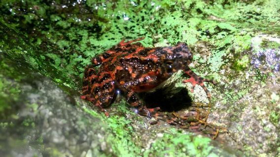 BRINは、気候変動による絶滅の危機にしている水種と呼んでいます