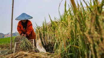 Indef : Le nouveau gouvernement doit optimiser le secteur alimentaire