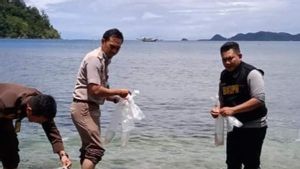 6.100 Benur Hasil Tangkapan Polda Jambi Dilepasliarkan di Pantai Manjuto Sungai