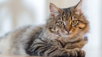 Kucing Keracunan dan Cara Penanganan yang Harus Diketahui