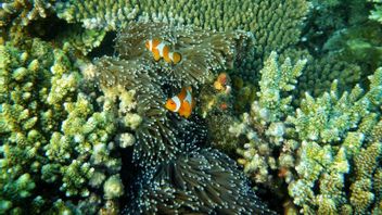 Trois Réserves Naturelles Indonésiennes Reconnues Par L’UNESCO