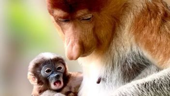 'Hanny' The Name Given By Minister Siti For Baby Proboscis Monkeys In Banjarmasin