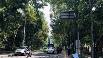 Entering The Rainy Season, Tree Maintenance And Examination In Bogor Is Accelerated