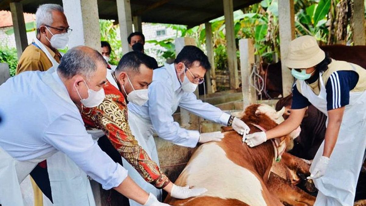 Farmers Complain About The Difficulty Of Getting Medicines To Overcome FMD