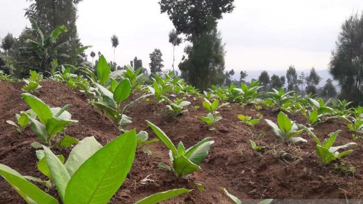 Rugikan Farmers Tobacco, Regent Of Temanggung Asks For Article 154 Of The Health Bill To Be Removed