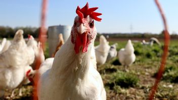 Bisnis Ayam Organik: Yakin Tak Mau Mencoba?