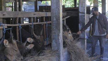 数百頭のNTT牛がジャティムで開催されたDKIを標的に 口蹄病の影響