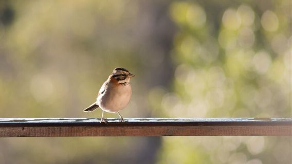 Church Birds Enter Home, Beware Of These Signs