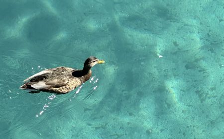 Burung Langka 'Mampir Bermain', Air Mancur Bellagio Hotel dan Casino di Las Vegas Berhenti Beroperasi