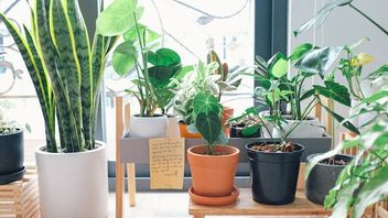 为了让家感觉更活泼，用鼠尾草绿色观赏植物美化房间
