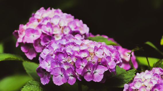 Connaître Les Avantages Des Fleurs De Géranium, Des Plantes Anti-moustiques Et Transformées En Huile Essentielle