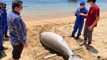 Dugong Mati Terdampar di Pantai Sanur
