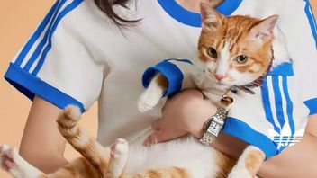 Adidas Has A Stylish Collection For Pets And Owners