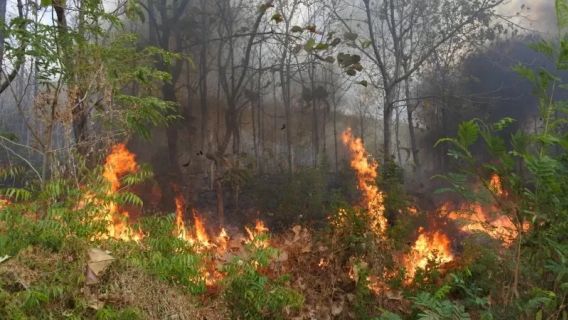 Muncul Titik Panas, Kalimantan Tengah Siaga Mengantisipasi Kebakaran Hutan