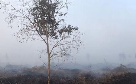 Perkara Pembakaran Hutan dan Lahan di Jambi, KLHK Apresiasi Putusan MA Hukum PT Kaswari Unggul Rp25 M