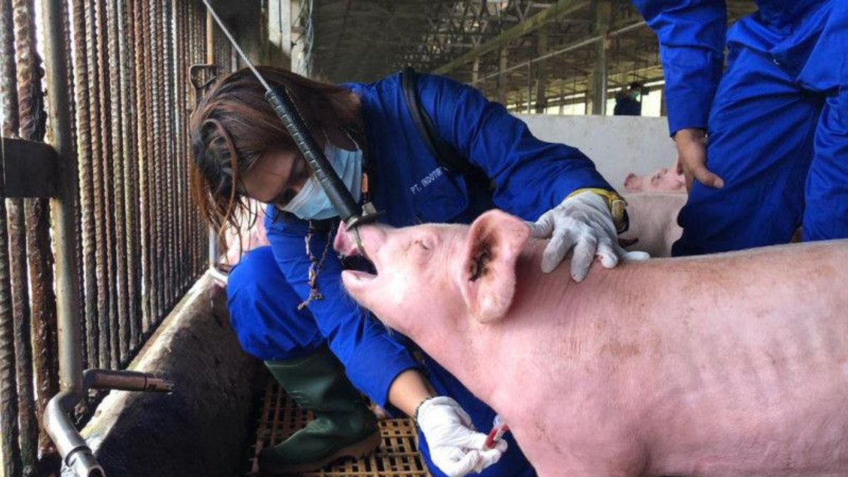 Barantan Expresses Pig From Batam Island Positive For African Babi Flu, Directly Coordinates With Singapore