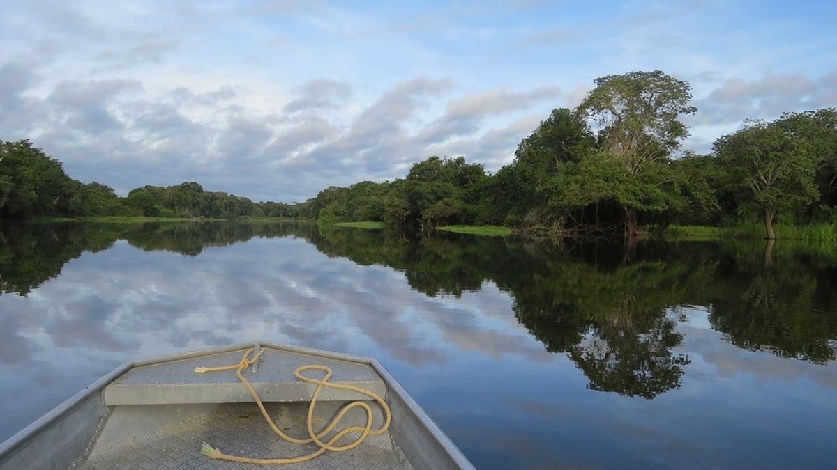 Lestarikan Hutan Amazon, Nemus Terbitkan NFT untuk Penggalangan Dana  