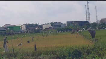 Dinas Pertanian Palembang Dorong Optimalisasi 3.400 Hektare Sawah