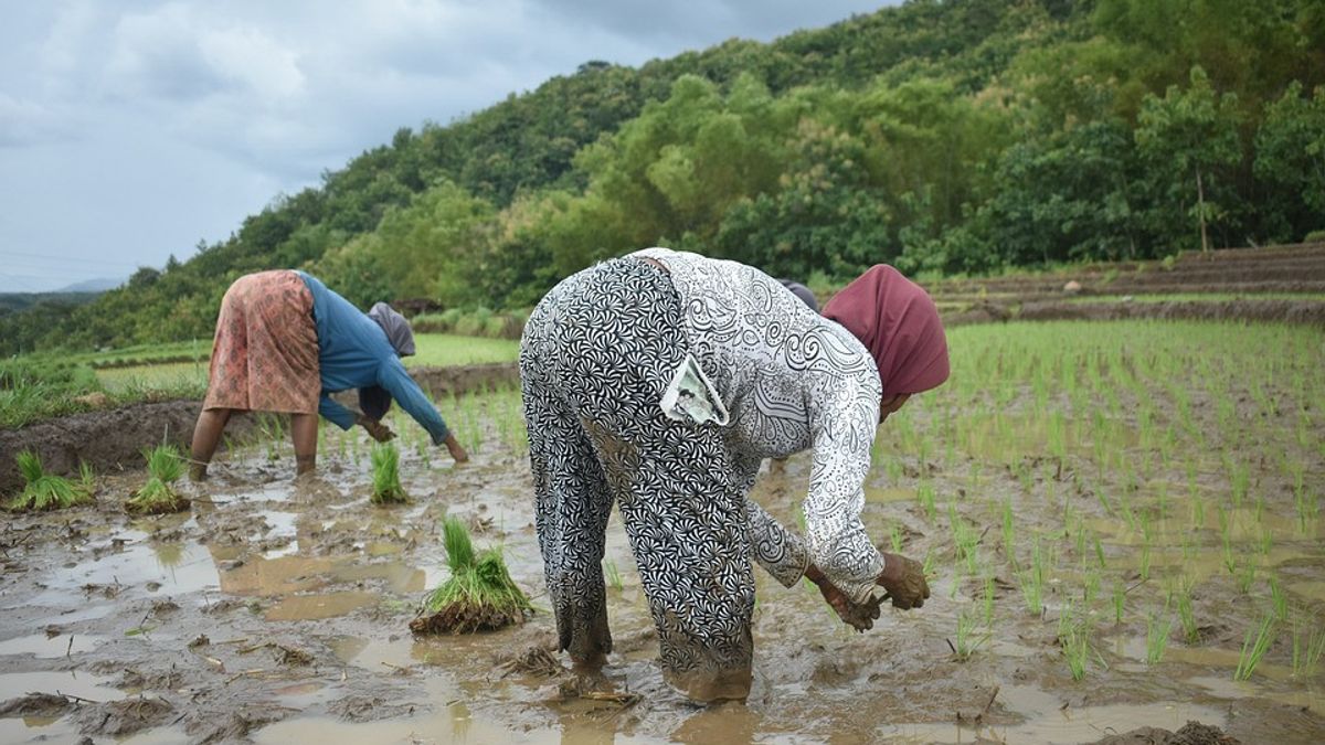 Kriteria Daerah yang Bagus Jadi Tempat Bercocok Tanam Padi, Apa Saja? 