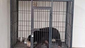 Yogyakarta Regional Police Securs 10 Animals Protected From Subsidized LPG Suspects, There Are Sun Bears To Owa