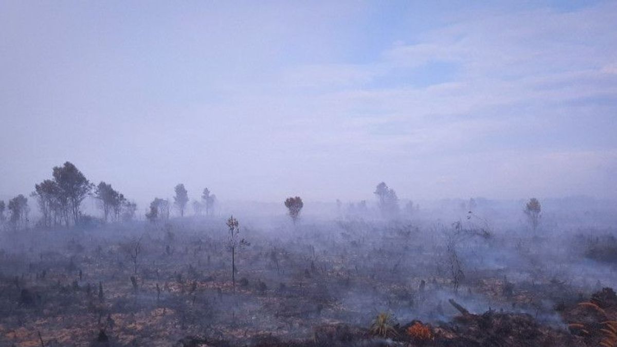 حريق الأراضي الخثية في ناتونا يتوسع ، BPBD: 300 هكتار بعد ظهر اليوم