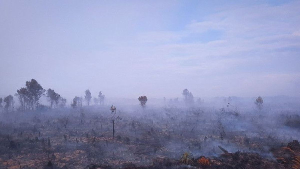 Kebakaran Lahan Gambut di Natuna Meluas, BPBD: 300 Hektare untuk Sore Ini