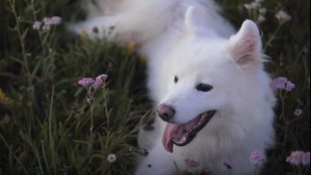 SpareRoom Buat Sesi Meditasi Menggunakan Video Anjing